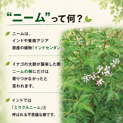 【有機栽培農家ご用達】 ニームの肥料　※計量スプーン付き